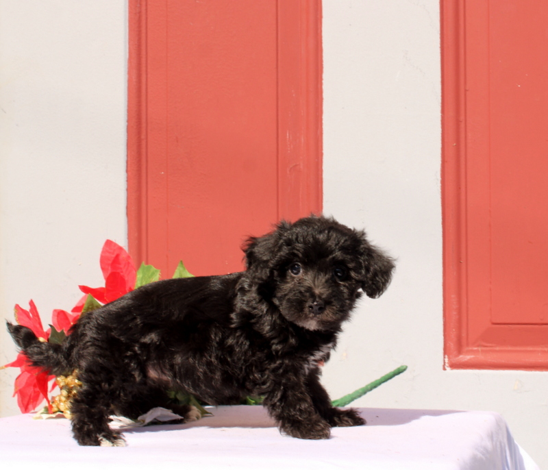 puppy, for, sale, Morkie-Poo, Matthew B. Stoltzfus, dog, breeder, Gap, PA, dog-breeder, puppy-for-sale, forsale, nearby, find, puppyfind, locator, puppylocator, aca